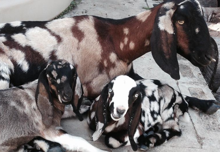 pygmy goats for sale nsw