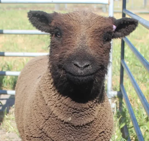 Purebred coloured Ram Tanjar Eldrick DNA verified